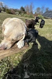 Photos supplémentaires: Chiots labrador de race pure