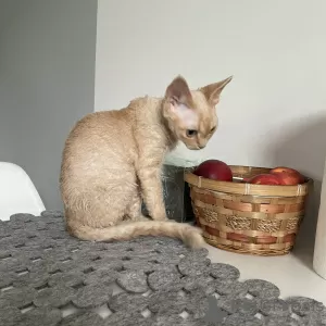 Photo №1. devon rex - à vendre en ville de Brodnica | 950€ | Annonce № 22755