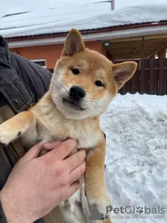 Photo №3. Garçon chiot Shiba Inu. Fédération de Russie