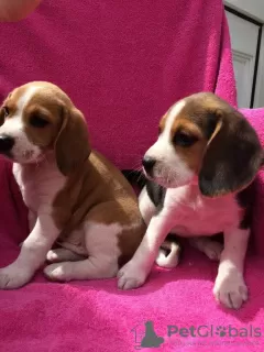 Photo №1. beagle - à vendre en ville de Ghent | 150€ | Annonce №129072