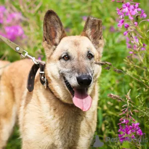 Photos supplémentaires: Chien bien élevé et confortable pour la vie