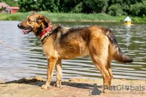 Photos supplémentaires: Merveilleux chien Jess en cadeau