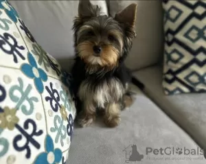 Photo №1. yorkshire terrier - à vendre en ville de Érd | négocié | Annonce №110193