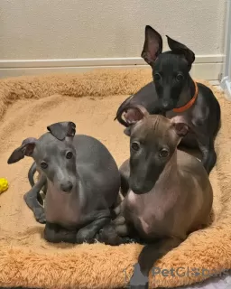 Photo №1. lévrier greyhound - à vendre en ville de Ipswich | 356€ | Annonce №13492