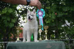 Photo №4. Je vais vendre husky de sibérie en ville de Knjazevac.  - prix - négocié