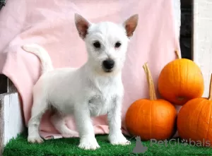 Photo №2 de l'annonce № 44771 de la vente west highland white terrier - acheter à Allemagne 