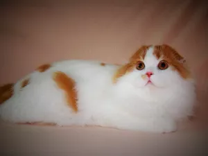 Photo №1. scottish fold - à vendre en ville de Lugansk | 275€ | Annonce № 6052