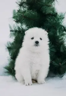 Photo №2 de l'annonce № 4660 de la vente samoyède - acheter à Fédération de Russie de la fourrière