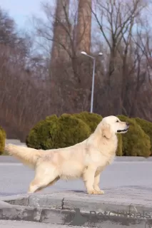 Photos supplémentaires: Golden retriever Garçon.