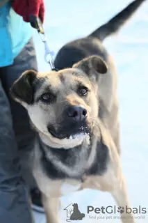 Photo №2 de l'annonce № 9009 de la vente chien bâtard - acheter à Fédération de Russie de l'abri