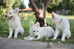 Photos supplémentaires: Chiots Berger Blanc Suisse à vendre