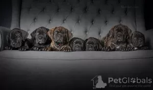 Photo №2 de l'annonce № 23881 de la vente cane corso - acheter à Fédération de Russie de la fourrière, éleveur