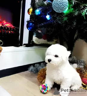 Photo №1. bichon à poil frisé - à vendre en ville de Minsk | 962€ | Annonce №32294