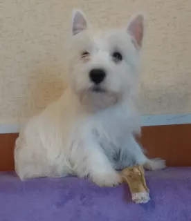 Photo №1. west highland white terrier - à vendre en ville de Москва | 541€ | Annonce №6129