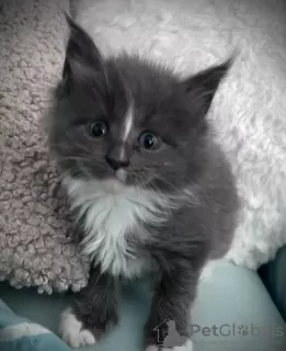 Photos supplémentaires: Magnifique chaton tigré/maine coon