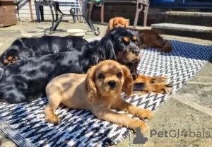 Photo №1. cavalier king charles spaniel - à vendre en ville de Vilnius | 350€ | Annonce №36098