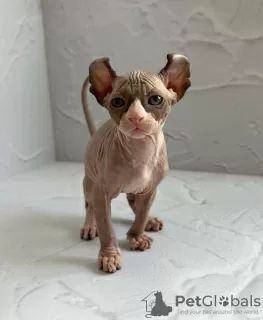 Photo №2 de l'annonce № 96217 de la vente sphynx - acheter à USA annonce privée, éleveur