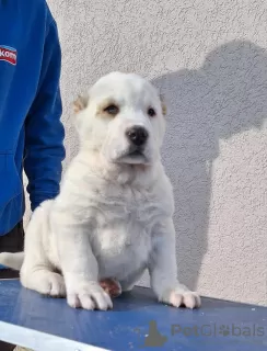 Photos supplémentaires: Chiots bergers d'Asie centrale