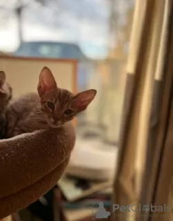 Photos supplémentaires: Superbes chatons Ocicat à vendre.