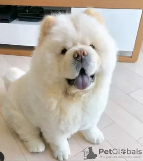 Photo №1. chow-chow - à vendre en ville de Druskininkai | 300€ | Annonce №75795