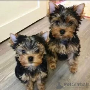 Photo №1. yorkshire terrier - à vendre en ville de Helsinki | négocié | Annonce №52165