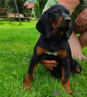 Photo №3. Chien de chasse polonais du Kennel Club Polonais FCI. Pologne