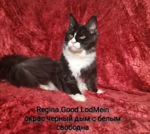 Photo №1. maine coon - à vendre en ville de Сясьстрой | 217€ | Annonce № 5248