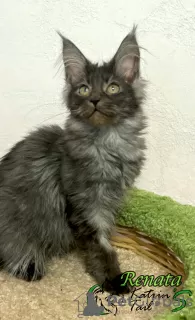 Photo №1. maine coon - à vendre en ville de Saint-Pétersbourg | 30000€ | Annonce № 45959