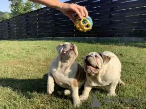 Photos supplémentaires: Belle fille, bouledogue anglais, chiot