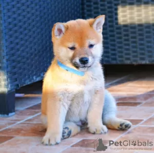 Photo №4. Je vais vendre shiba en ville de Belgrade.  - prix - négocié