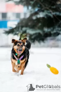 Photo №4. Je vais vendre chien bâtard en ville de Москва. de l'abri - prix - Gratuit