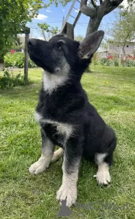 Photos supplémentaires: Chiot berger d'Europe de l'Est