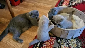 Photo №3. Chaton Scottish fold. Allemagne