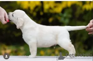 Photos supplémentaires: Labrador de l'élevage PandaBand