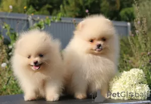 Photos supplémentaires: Chiots de Poméranie 2,5 mois