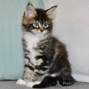 Photo №1. maine coon - à vendre en ville de Eindhoven | négocié | Annonce № 58405