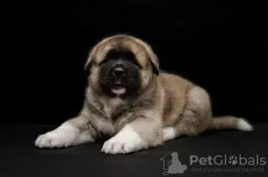 Photos supplémentaires: Chiots Akita américains à vendre