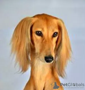 Photos supplémentaires: Chiots Saluki, femelles et mâles