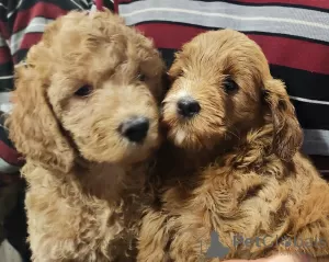 Photo №1. labradoodle - à vendre en ville de Budva | négocié | Annonce №92871