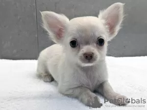 Photo №1. chihuahua - à vendre en ville de Cape Coral | 473€ | Annonce №45623