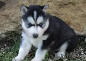 Photo №4. Je vais vendre husky de sibérie en ville de Genève.  - prix - négocié