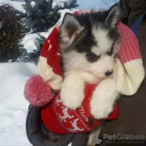 Photo №2 de l'annonce № 9372 de la vente husky de sibérie - acheter à Fédération de Russie de la fourrière