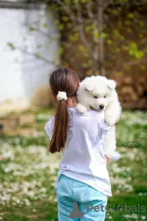 Photos supplémentaires: Samoyède, deux chiots mâles