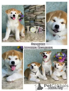 Photo №1. akita (chien) - à vendre en ville de Tambov | négocié | Annonce №93687