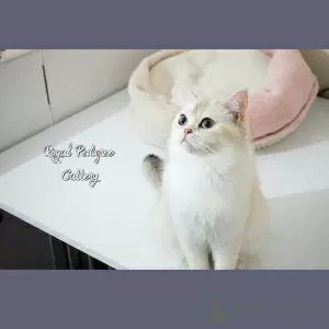 Photo №4. Je vais vendre british shorthair en ville de Kayseri. éleveur - prix - 250€