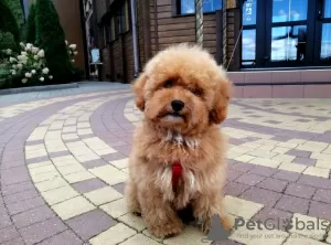 Photo №1. caniche (nain) - à vendre en ville de Vilnius | négocié | Annonce №25085