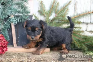 Photo №2 de l'annonce № 63822 de la vente yorkshire terrier - acheter à Allemagne 