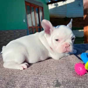 Photo №4. Je vais vendre bouledogue en ville de Bremen. annonce privée - prix - 404€