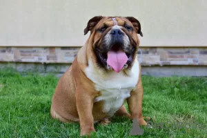 Photo №4. Je vais vendre bulldog anglais en ville de Frampol. éleveur - prix - 1000€