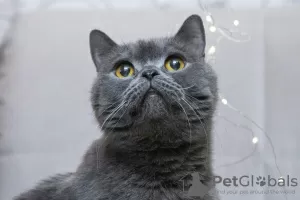 Photo №1. british shorthair - à vendre en ville de Москва | Gratuit | Annonce № 98340